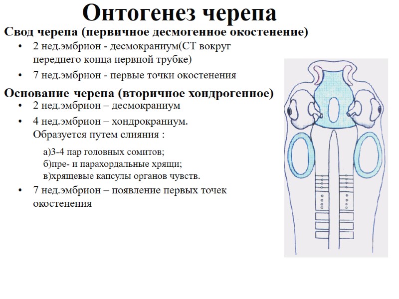 Онтогенез черепа 2 нед.эмбрион - десмокраниум(СТ вокруг переднего конца нервной трубке) 7 нед.эмбрион -